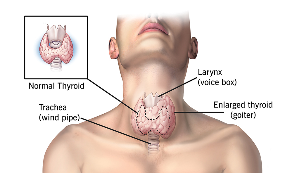 Thyroid Function Tests